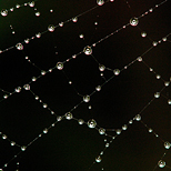 Gotas sobre tela de araña