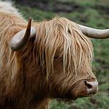 Vaca de las Highlands